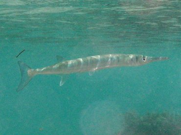 Flat Needlefish - Ablennes hians - St Kitts