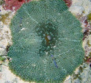 Florida Corallimorph - Ricordea florida - Nassau, Bahamas