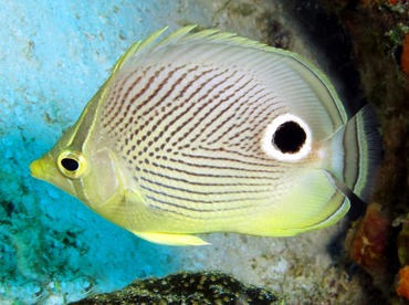 Foureye Butterflyfish - Chaetodon capistratus - Cozumel, Mexico