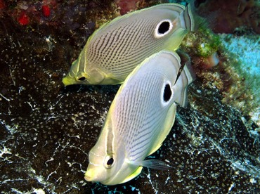 Foureye Butterflyfish - Chaetodon capistratus - Cozumel, Mexico