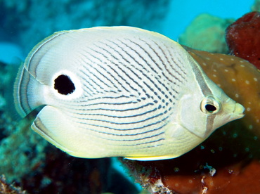 Foureye Butterflyfish - Chaetodon capistratus - Turks and Caicos