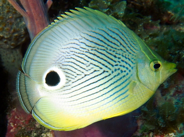 Foureye Butterflyfish - Chaetodon capistratus - Eleuthera, Bahamas