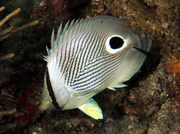 Foureye Butterflyfish - Chaetodon capistratus - Palm Beach, Florida