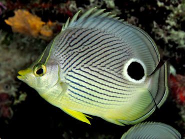 Foureye Butterflyfish - Chaetodon capistratus - Cozumel, Mexico