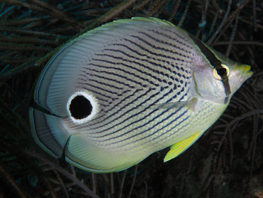 Foureye Butterflyfish - Chaetodon capistratus - Palm Beach, Florida