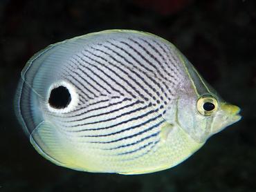 Foureye Butterflyfish - Chaetodon capistratus - British Virgin Islands