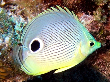 Foureye Butterflyfish - Chaetodon capistratus - Nassau, Bahamas