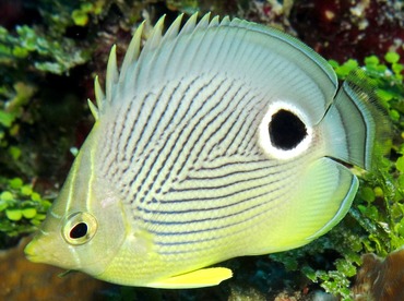 Foureye Butterflyfish - Chaetodon capistratus - Cozumel, Mexico