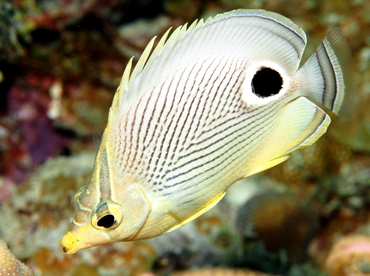 Foureye Butterflyfish - Chaetodon capistratus - Grand Cayman