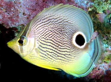 Foureye Butterflyfish - Chaetodon capistratus - Belize