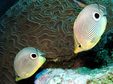 Foureye Butterflyfish - Chaetodon capistratus - Belize