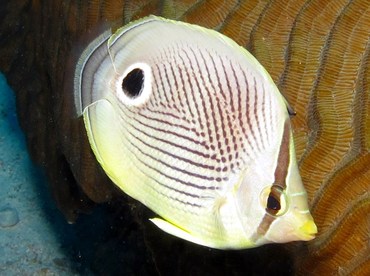 Foureye Butterflyfish - Chaetodon capistratus - Bonaire