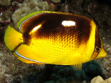 Fourspot Butterflyfish - Chaetodon quadrimaculatus - Lanai, Hawaii