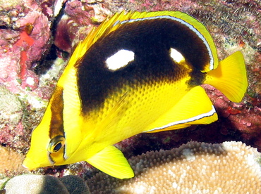 Fourspot Butterflyfish - Chaetodon quadrimaculatus - Big Island, Hawaii