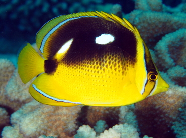 Fourspot Butterflyfish - Chaetodon quadrimaculatus - Big Island, Hawaii