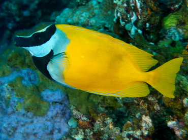 Foxface Rabbitfish - Siganus vulpinus - Bali, Indonesia