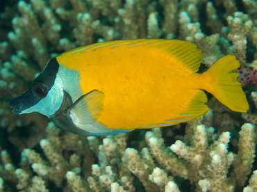 Foxface Rabbitfish - Siganus vulpinus - Wakatobi, Indonesia