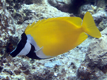 Foxface Rabbitfish - Siganus vulpinus - Great Barrier Reef, Australia