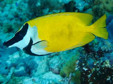 Foxface Rabbitfish - Siganus vulpinus - Komodo, Indonesia
