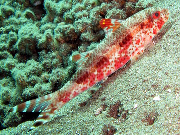 Freckled Goatfish - Upeneus tragula - Dumaguete, Philippines