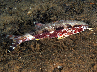 Freckled Goatfish - Upeneus tragula - Anilao, Philippines