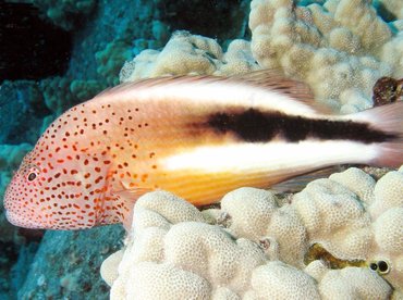 Freckled Hawkfish - Paracirrhites forsteri - Lanai, Hawaii