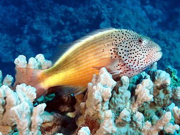 Freckled Hawkfish - Paracirrhites forsteri - Coral Sea, Australia