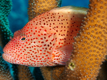 Freckled Hawkfish - Paracirrhites forsteri - Big Island, Hawaii