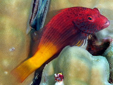 Freckled Hawkfish - Paracirrhites forsteri - Palau