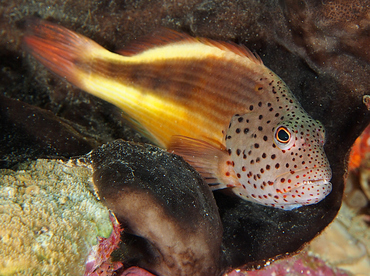 Freckled Hawkfish - Paracirrhites forsteri - Wakatobi, Indonesia