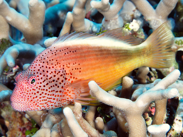 Freckled Hawkfish - Paracirrhites forsteri - Great Barrier Reef, Australia