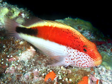Freckled Hawkfish - Paracirrhites forsteri - Great Barrier Reef, Australia