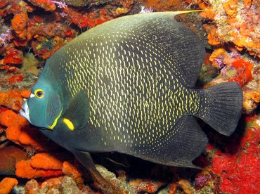 French Angelfish - Pomacanthus paru - Cozumel, Mexico