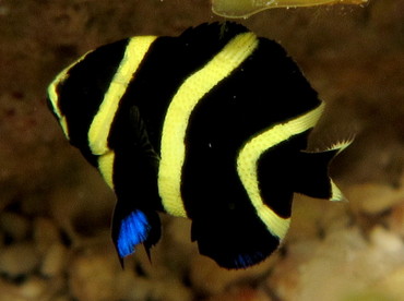 French Angelfish - Pomacanthus paru - Cozumel, Mexico