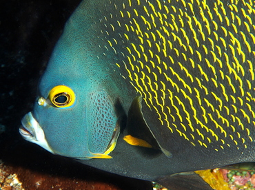 French Angelfish - Pomacanthus paru - Cozumel, Mexico