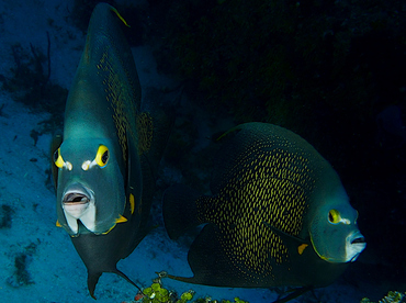 French Angelfish - Pomacanthus paru - Cozumel, Mexico