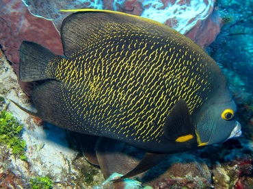 French Angelfish - Pomacanthus paru - Cozumel, Mexico