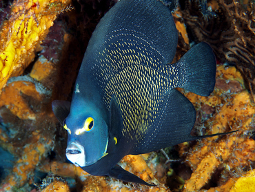 French Angelfish - Pomacanthus paru - Cozumel, Mexico