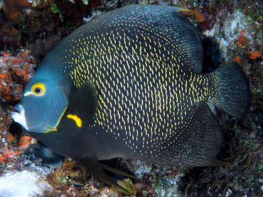 French Angelfish - Pomacanthus paru - Cozumel, Mexico