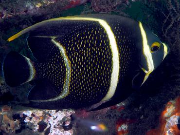 French Angelfish - Pomacanthus paru - Palm Beach, Florida