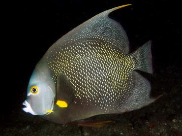 French Angelfish - Pomacanthus paru - Palm Beach, Florida