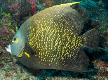 French Angelfish - Pomacanthus paru - Cozumel, Mexico