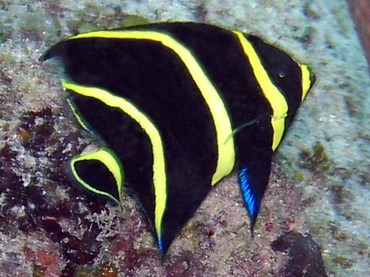 French Angelfish - Pomacanthus paru - Grand Cayman