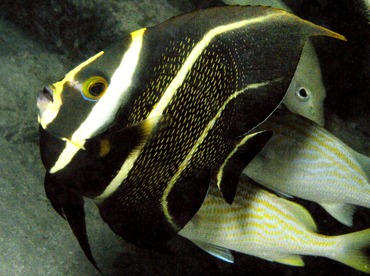 French Angelfish - Pomacanthus paru - Belize