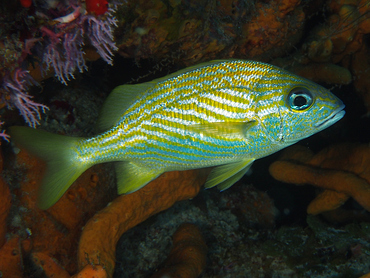 French Grunt - Haemulon flavolineatum - Cozumel, Mexico