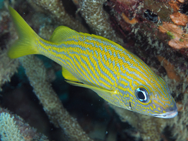 French Grunt - Haemulon flavolineatum - Bonaire