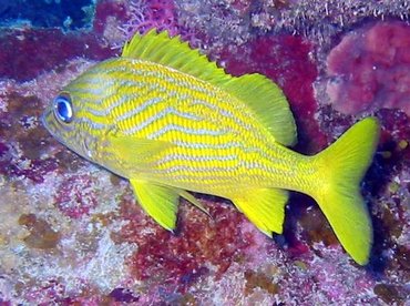 French Grunt - Haemulon flavolineatum - Little Cayman