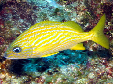 French Grunt - Haemulon flavolineatum - Belize
