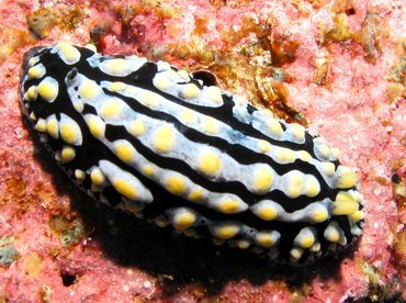 Swollen Phyllidia - Phyllidia varicosa - Lanai, Hawaii