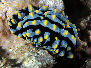 Swollen Phyllidia - Phyllidia varicosa - Great Barrier Reef, Australia